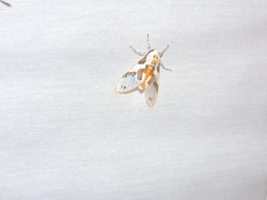 Idalus daga