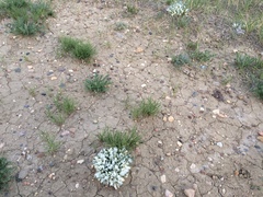 Astragalus gilviflorus