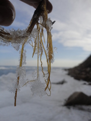 Pseudochordaceae