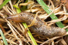 Deroceras reticulatum