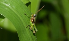 Syntomacris guttulosa