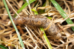 Deroceras reticulatum