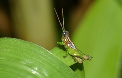 Syntomacris guttulosa