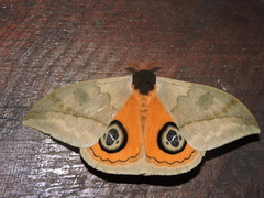 Automeris liberia