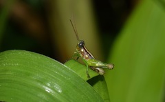 Syntomacris guttulosa