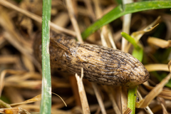 Deroceras reticulatum