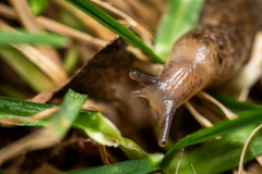 Deroceras reticulatum