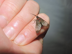Hypocharis clusia