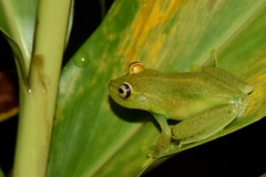 Boana cinerascens
