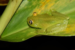 Boana cinerascens
