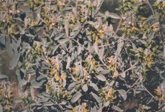 Crotalaria medicaginea