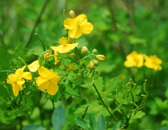Chelidonium asiaticum