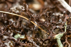 Cetraria aculeata