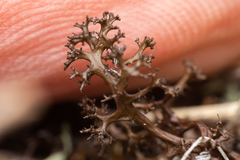 Cetraria aculeata