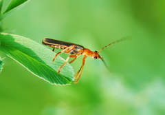 Cantharis soeulensis