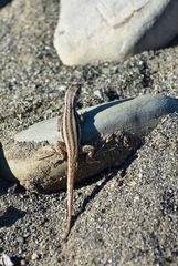 Leiocephalus raviceps uzzelli