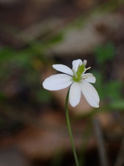 Meconella denticulata