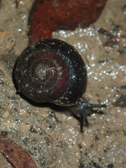 Pommerhelix monacha