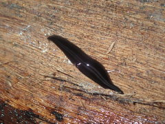 Platydemus victoriae