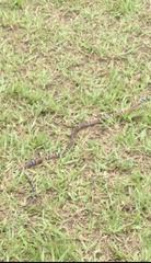 Erythrolamprus bizona