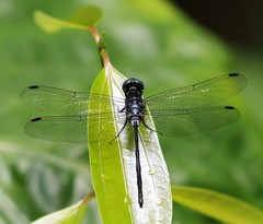 Pornothemis starrei
