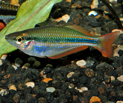 Banded Rainbowfish photo 2