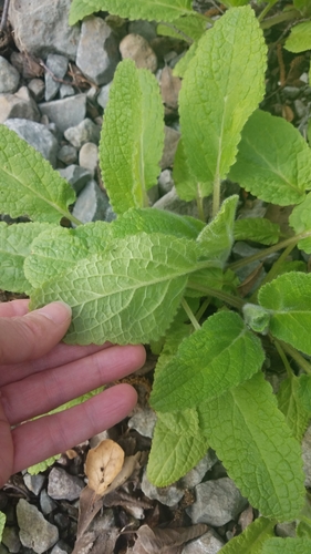 Shortspike Hedgenettle foliage