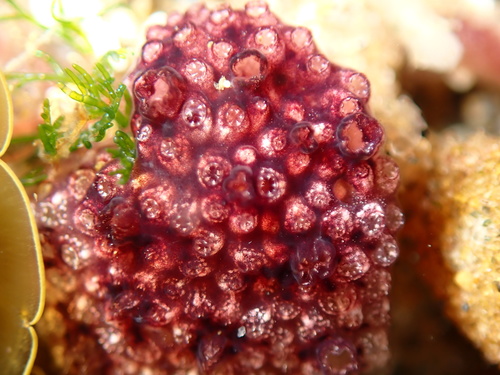 Representative image of Holozoidae