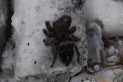 Habronattus coecatus
