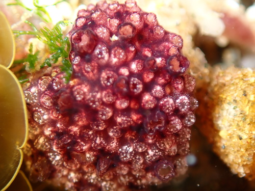 Representative image of Distaplia