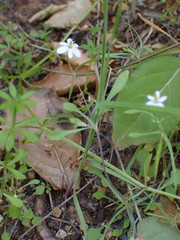 Meconella denticulata