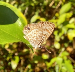 Leptotes cassius theonus