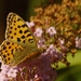 Queen of Spain Fritillary - Photo (c) AnneTanne, some rights reserved (CC BY-NC)