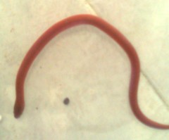 Tantilla