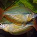 Banded Rainbowfish - Photo (c) Leo O, some rights reserved (CC BY-NC), uploaded by Leo O