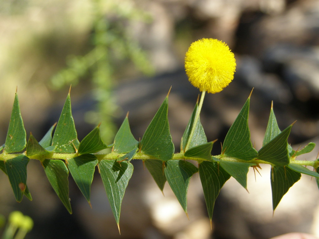 Acacia deltoidea