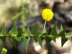Acacia deltoidea