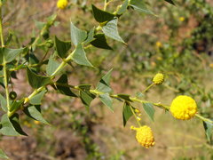 Acacia deltoidea