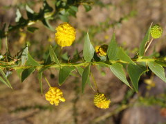 Acacia deltoidea