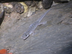 Phyllodactylus lanei