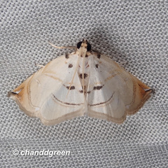 Trichophysetis hampsoni