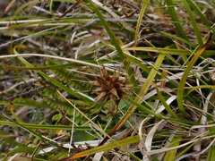 Carex edura