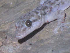 Phyllodactylus lanei