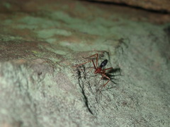 Leptomyrmex nigriventris