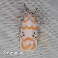 Cyana interrogationis