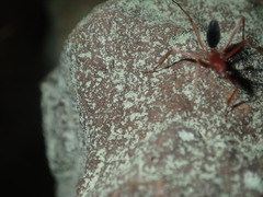 Leptomyrmex nigriventris