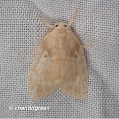 Schistophleps bipuncta