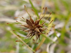 Carex edura