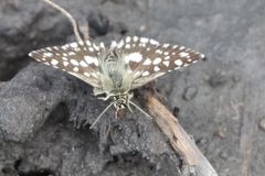 Ernsta dromus