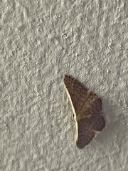 Idaea inversata